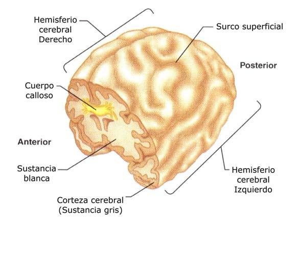 El cerebro realiza gran parte de las funciones del encéfalo. Presenta cinco pares de lóbulos que constituyen los dos hemisferios, con sus circunvoluciones.