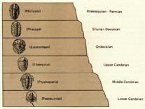 Bioestratigrafía Principios del siglo XIX: Fósiles diferentes en sucesivas capas Reconocimiento de rocas con
