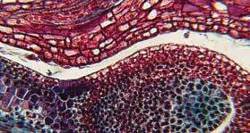 secundario - ovario de gallina con huevo en desarrollo - muestra de sangre con glóbulos rojos nucleidos. 15602 Bacterias y organismos simples (10 prep.