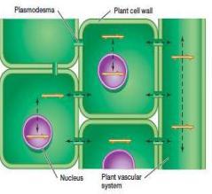 célula en célula vegetal a través de los plasmodesmos Producen enfermedades en