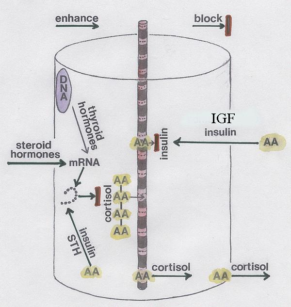 Miofribra con una sola miofibrilla Flechas: efecto de incrementar Barra roja: efecto de bloqueo Hormonas tiroideas formación de RNA. Hormonas esteroides actividad de RNA.