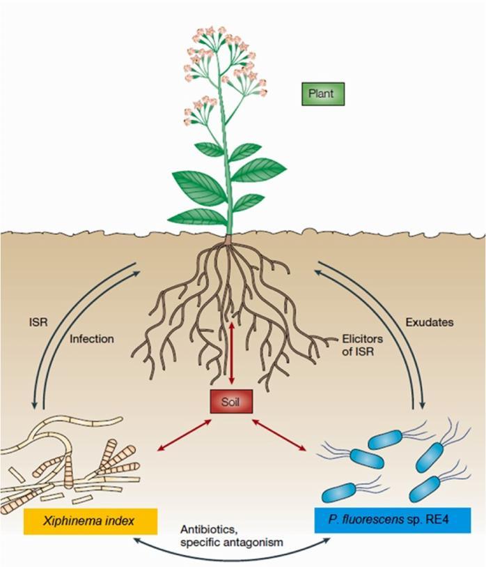 RESISTENCIA SISTÉMICA INDUCIDA ISR Se activa por determinadas cepas bacterianas del suelo, que son capaces de colonizar las raíces de las plantas.