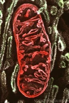 La mitocondria tiene su propio genoma.