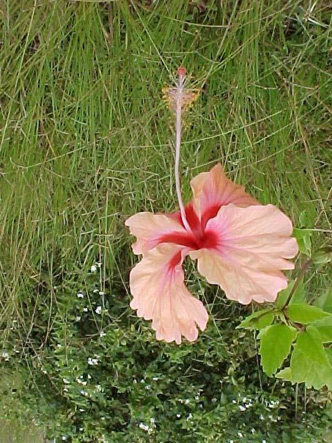 Hibiscus, flor de avispa