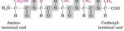 -formación es una reacción de condensación entre el grupo carboxilo de un amino ácido y el grupo amino del próximo amino ácido (libera agua) -Romperlo por hidrolisis, los