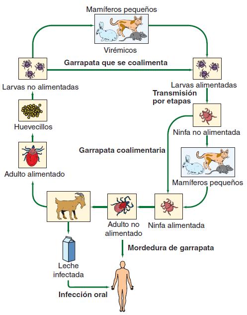 Figura 38-6 Ciclo de transmisión generalizada de los flavivirus transmitidos por la garrapata, que muestran los hospedadores para las garrapatas en las etapas de larva, ninfa y adulto.