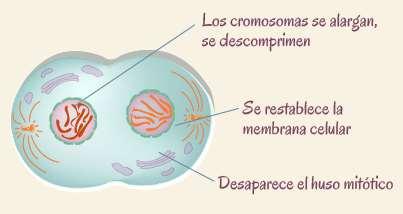 4. Telofase Inicia cuando los cromosomas están en los polos celulares. Nuevamente los cromosomas se alargan y se descomprimen. Se forma el nucléolo.