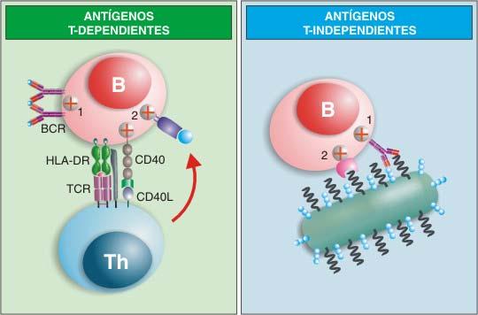 Inmunógenos ESTRUCTURA ORIGEN TIPO DE RI QUE INDUCEN Proteínas Naturales Timo-Dependientes