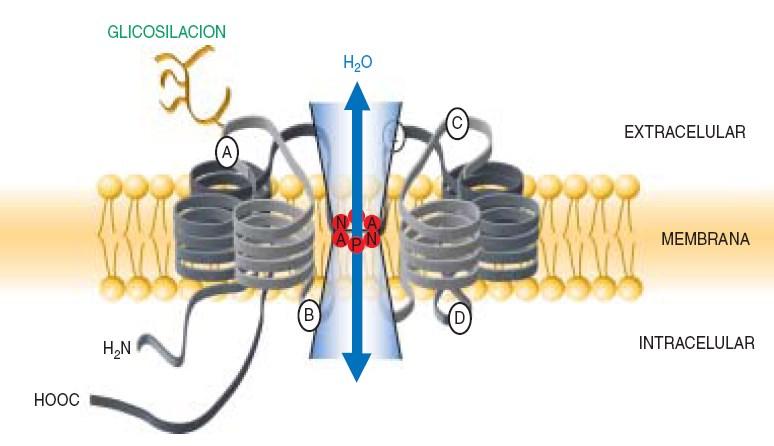 La AQP1 está formada por dos grandes dominios. Se organiza en seis segmentos de estructura alfa hélice (1-6) que atraviesan la membrana de lado a lado, están unidos por cinco lazos conectores (A-E).