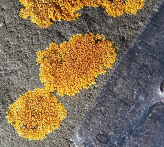 Rhizocarpon geographicum Caloplaca cinericola Bloques grandes de roca que contenían los dos tipos de