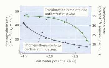 Efecto del Estrés Hídrico sobre la Fotosíntesis y la Translocación de