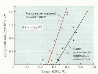 Estrés Hídrico Respuestas del crecimiento celular y la expansión foliar Ψa= Ψo + Ψp Expansión celular: Desecación celular TC (m 3 s -1 ) = m (Ψp Y) TC: tasa de
