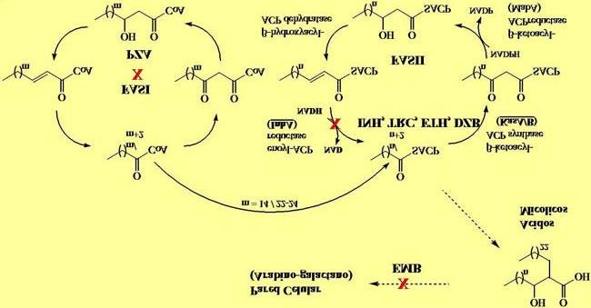 Etambutol (EMB) es un inhibidor de la transferencia de los ácidos micólicos a la pared celular (11).