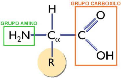 Aminoácidos DP/PAU Los aminoácidos son las unidades básicas (monómeros) que se unen entre si mediante condensación para formar polipeptidos.