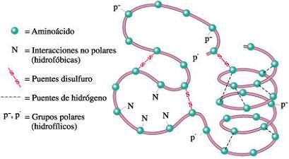 Estructura terciaria: Proteínas globulares DP/PAU 5.