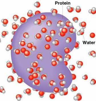 APLICACIÓN: Propiedades proteínas (solubilidad) PAU Las proteínas son macromoléculas solubles en medios acuosos cuando adoptan la conformación globular, ya que se establece una interacción entre las
