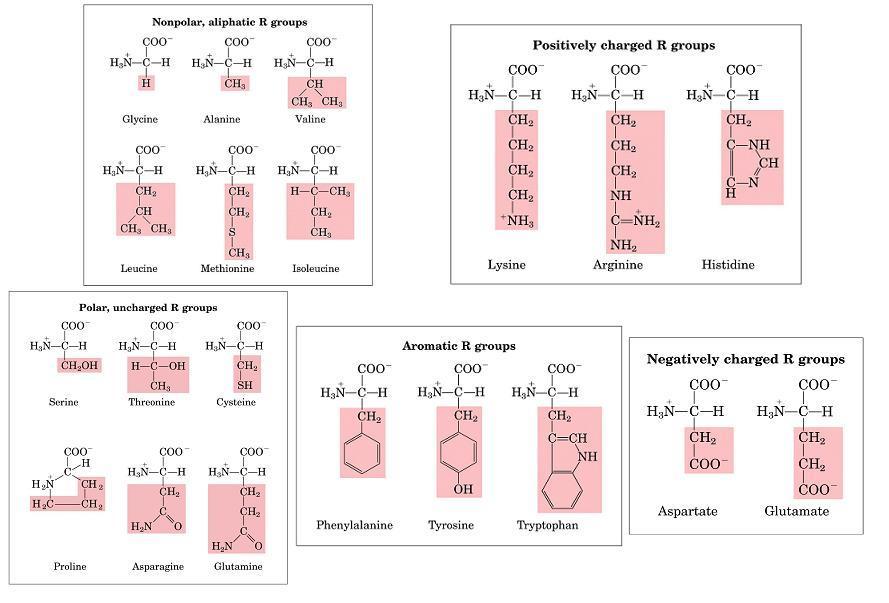 Clasificación de los aminoácidos DP/PAU Hay veinte aminoácidos diferentes en los polipéptidos sintetizados en los ribosomas, que se diferencian en sus cadenas laterales R.