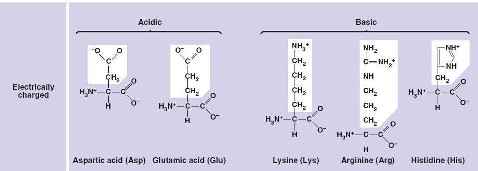 Clasificación de los aminoácidos DP/PAU Polares con carga: Son 5 aminoácidos cuya cadena R posee grupos polares cargados. Pueden establecer enlaces electrostáticos entre grupos de distinta carga.