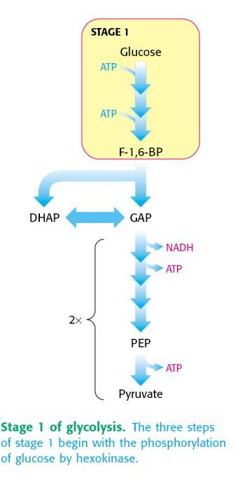 A continuación se representa un esquema de las dos etapas de la vía glucolítica. 23 De acuerdo a los conocimientos adquiridos, indique la afirmación correcta: a.