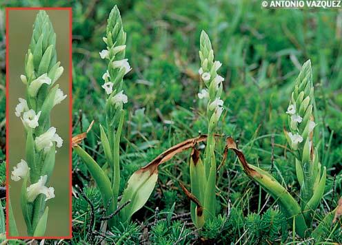 Spiranthes aestivalis, orquídea no frecuente que habita en medios muy sensibles de las zonas bajas del territorio por lo que se propone su inclusión en el Catálogo Regional de Especies Amenazadas de