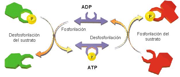 Aspectos generales del metabolismo: El ATP BE 1.