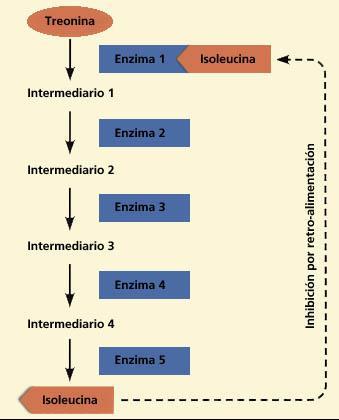 Aspectos generales del metabolismo: Rutas metabólicas D. Las reacciones metabólicas están catalizadas enzimáticamente y siguen una secuencia ordenada.