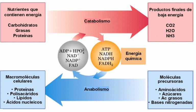 Metabolismo Anabolismo o fase constructora: Conjunto de reacciones bioquímicas mediante las cuales las células sintetizan moléculas complejas y