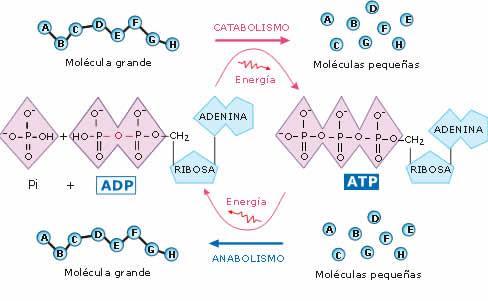 Aspectos generales del metabolismo: El ATP BE Cinco son las principales características de las reacciones metabólicas: A. Las reacciones metabólicas están acopladas energéticamente a través del ATP.