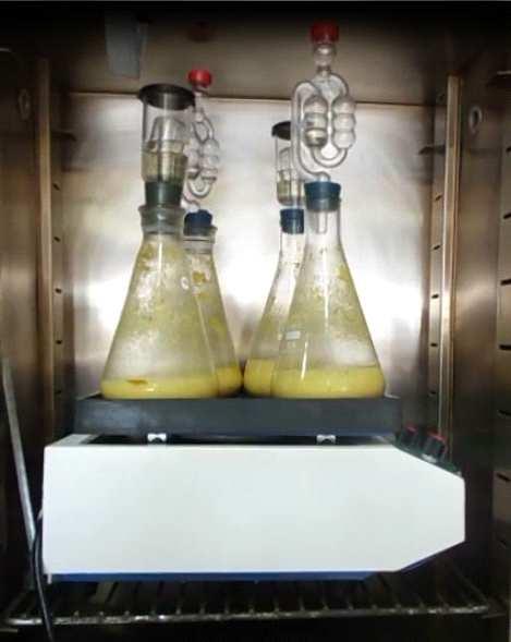 airlock con sello de aceite y se registra el peso final. El airlock permite así la salida de CO 2 genepor un tiempo aproxima- rado en el proceso fermentativo.