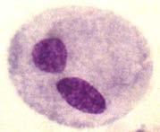 intracitoplasmáticas. Coloración de Giemsa 1000X.