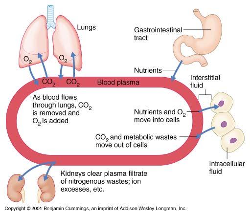 pulmones Tracto Gastrointestinal FLUIDOS INTRA- Y EXTRA-CELULARES Al pasar por los pulmones el CO2 sale y entra O2 a la sangre nutrientes Nutrientes y O2 entran a cls Deshechos y CO2 salen de las cls