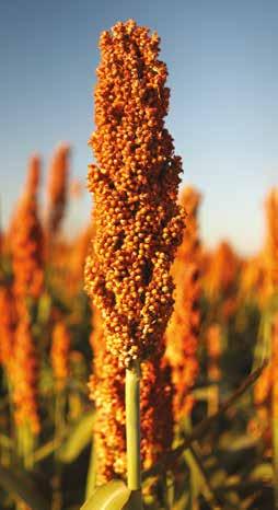 MERCADOS DEL SORGO EN GRANO El sorgo es el 5º cereal más cultivado del mundo con más de 40 millones de hectáreas. Está presente en todos los continentes, en las zonas tropicales y templadas.