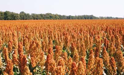 ITINERARIO TÉCNICO Cosecha y conservación La cosecha del sorgo no requiere ningún equipamiento especial con respecto a una cosechadora equipada para la cosecha de cereales de paja.
