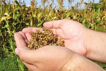MERCADOS Y USOS Alimentación del ganado El sorgo presenta una composición química similar a la del maíz aunque con una tasa de proteínas ligeramente superior.