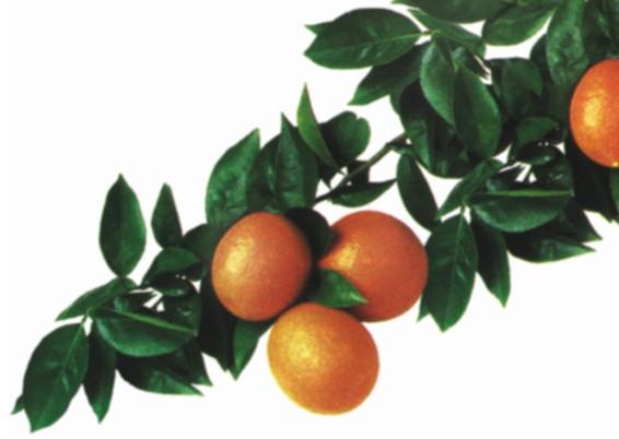 Reglamentación de identidad y calidad de Frutas Frescas Cítricas Las mandarinas y naranjas que se