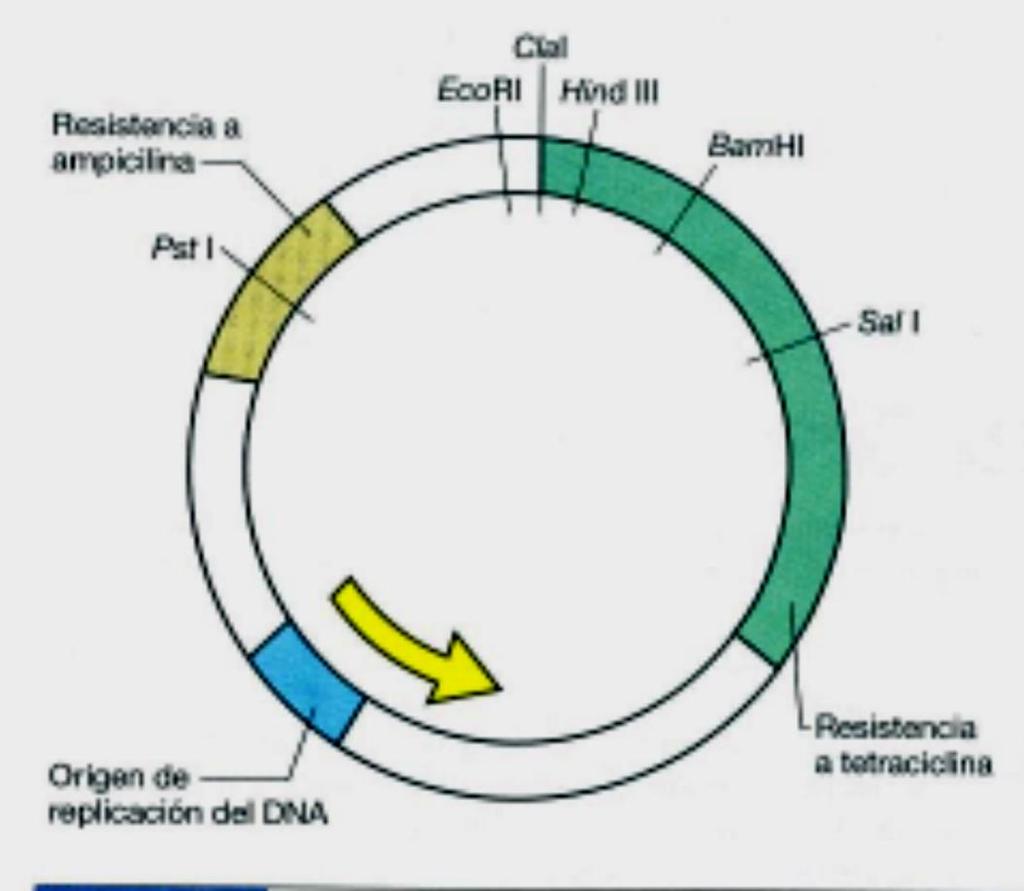 PLÁSMIDOS SINTÉTICOS / ARTIFICIALES Contienen genes que controlan su propia