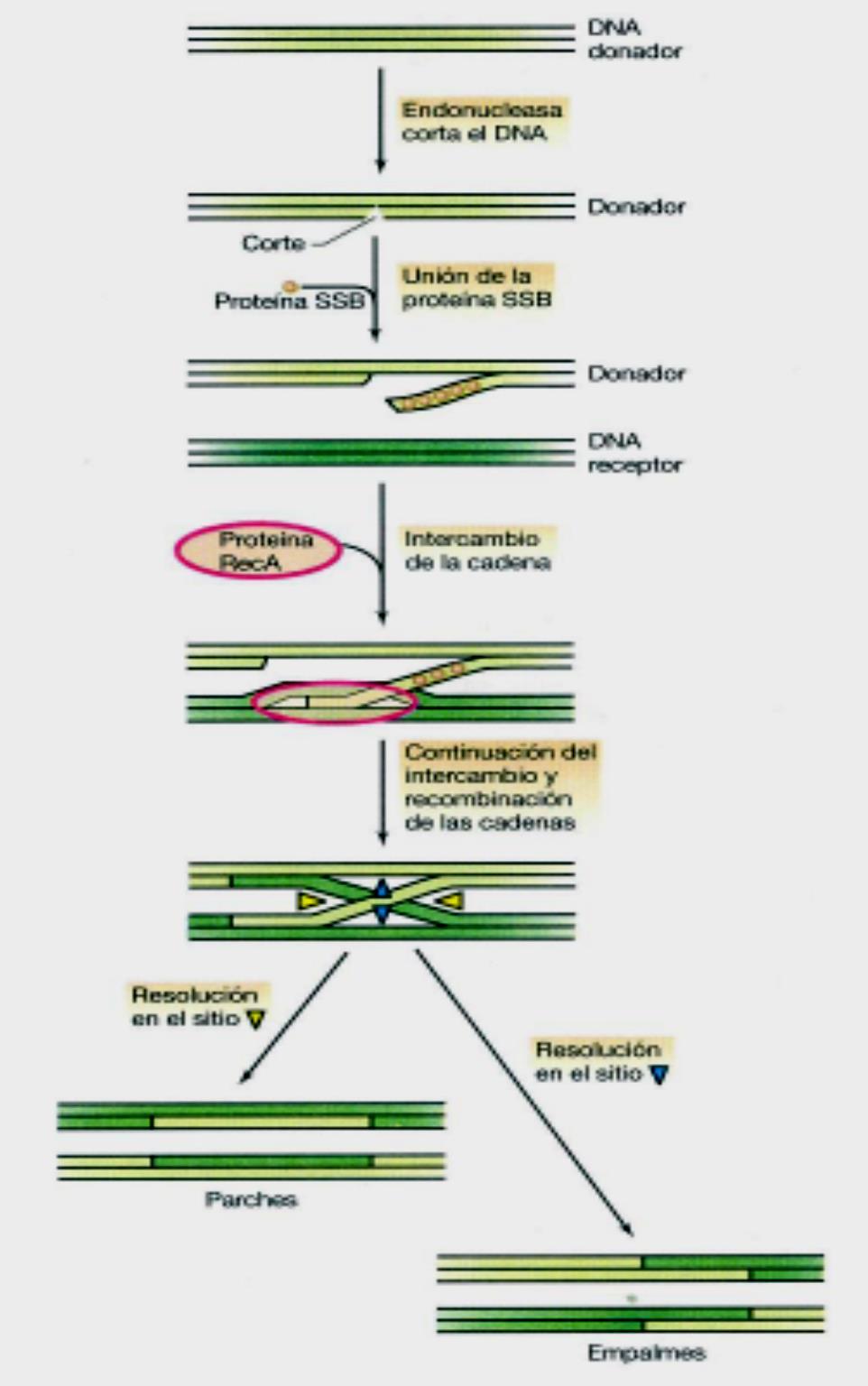 RECOMBINACIÓN GENÉTICA HOMÓLOGA 1. Muesca, escisión DNA Generada por endonucleasa 2. Helicasa: DNA debe separarse de la otra hebra 3.