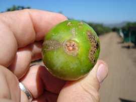 Diametro cm Peso prom fruto gr Produccion brote gr Rend.