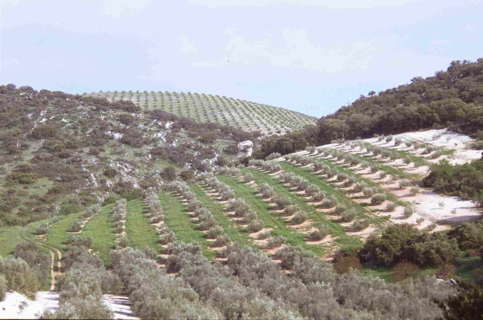 CONDICIONALIDAD Consejería de Agricultura y Pesca En el caso de que se mantenga el suelo desnudo en los ruedos de los olivos mediante la aplicación de