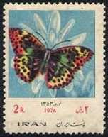 Lepidoptera : Nymphalidae : Vanessa sp.