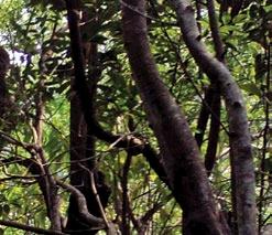sur del estado, en los municipios de Tecolutla, Vega de Alatorre, Actopan, Jamapa y Alvarado, 3 en donde árboles de anona (Annona glabra), apomos (Pachira aquatica) e higueras (Ficus insipida) han