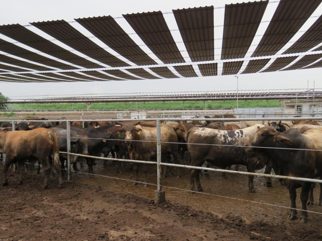 Corrales secos Es común que lleguen varias jaulas de ganado al mismo tiempo. El ganado debe bajar lo más pronto posible después de llegar.