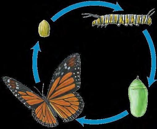 huevos adulto metamórfosis incompleta o gradual Ciclos de la vida del insecto Las larvas que nacen de los huevos no se parecen en nada a los adultos. Las larvas comen, crecen, y mudan de piel.