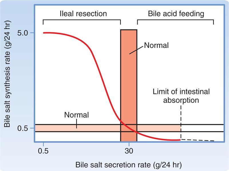 Relación entre las tasas de síntesis de ácidos biliares y secreción La secreción aumentadas normalmente incrementa la tasa de retorno de ácidos biliares al hígado por la sangre portal, que ejerce una