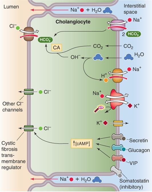 COLANGIOCITOS Y HCO 3 - Los principales procesos de transporte de los colangiocitos que secretan un fluido alcalino y recuperan sustancia útiles.