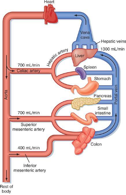 Flujo sanguíneo típico a través de la circulación esplácnica de un humano adulto en ayunas.