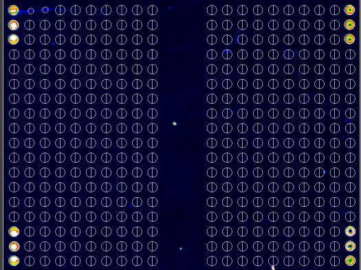 La intensidad de la señal fluorescente va del azul (menos intensa) al rojo (más intensa).