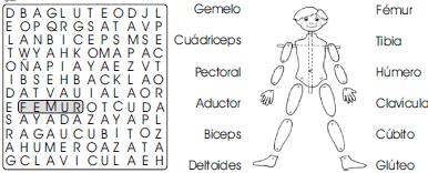 1. Encuentra en la sopa de letras los nombres de los músculos y los huesos que aparecen junto al muñeco. Después une con flechas cada nombre con el segmento corporal correspondiente en el muñeco. 2.