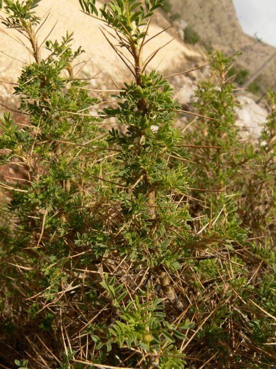 Astragalus gummifer, goma tragacanto Gelificante,