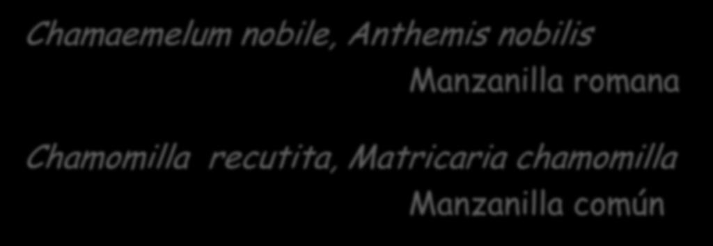 Chamaemelum nobile, Anthemis nobilis Manzanilla